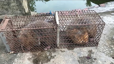 Tiết canh dúi đầu năm !