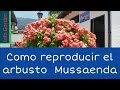 Como reproducir el Arbusto  Mussaenda por esquejes (estacas) Parte 1