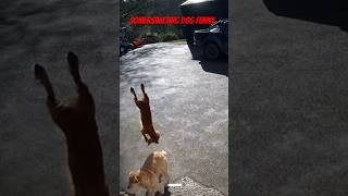 Somersaulting Dog Funny