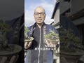 盆栽が1,000本並ぶ春のイベント|新風会盆栽まつり