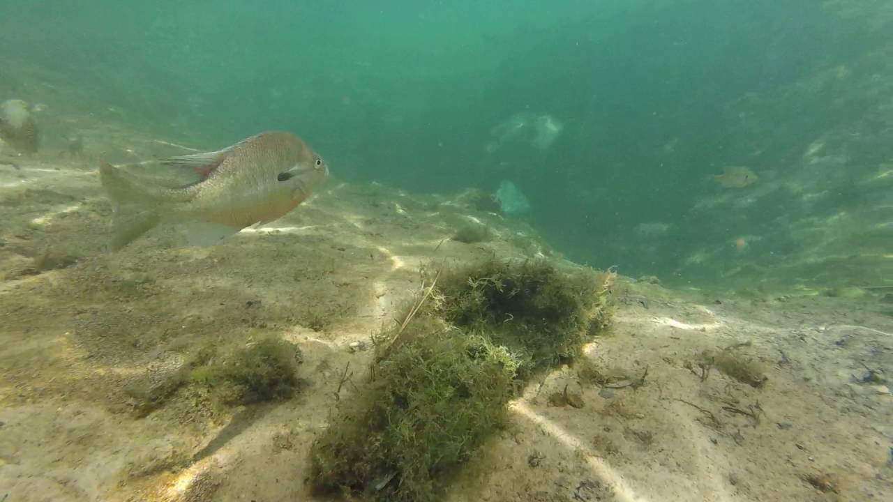 Snorkeling at Ponce De Leon Springs State Park in Florida YouTube
