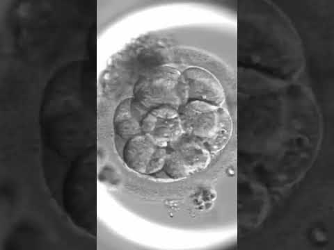 Эмбрион в первые дни после переноса