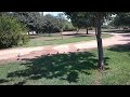 Попугаи в парке