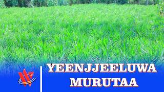 YEENJJEELUWA MURUTAA BOLOOSO BOMBBE ALLAANAN
