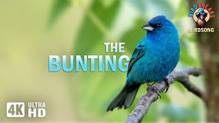 A Beautiful Bunting Symphony of Color and Song (4K)