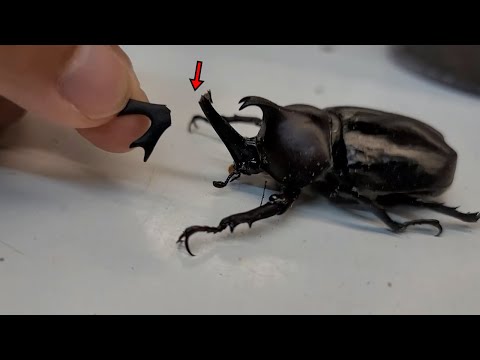 장수풍뎅이 부러진 뿔 만들어주기 Make a broken <strong>horn</strong> for the rhinoceros beetle