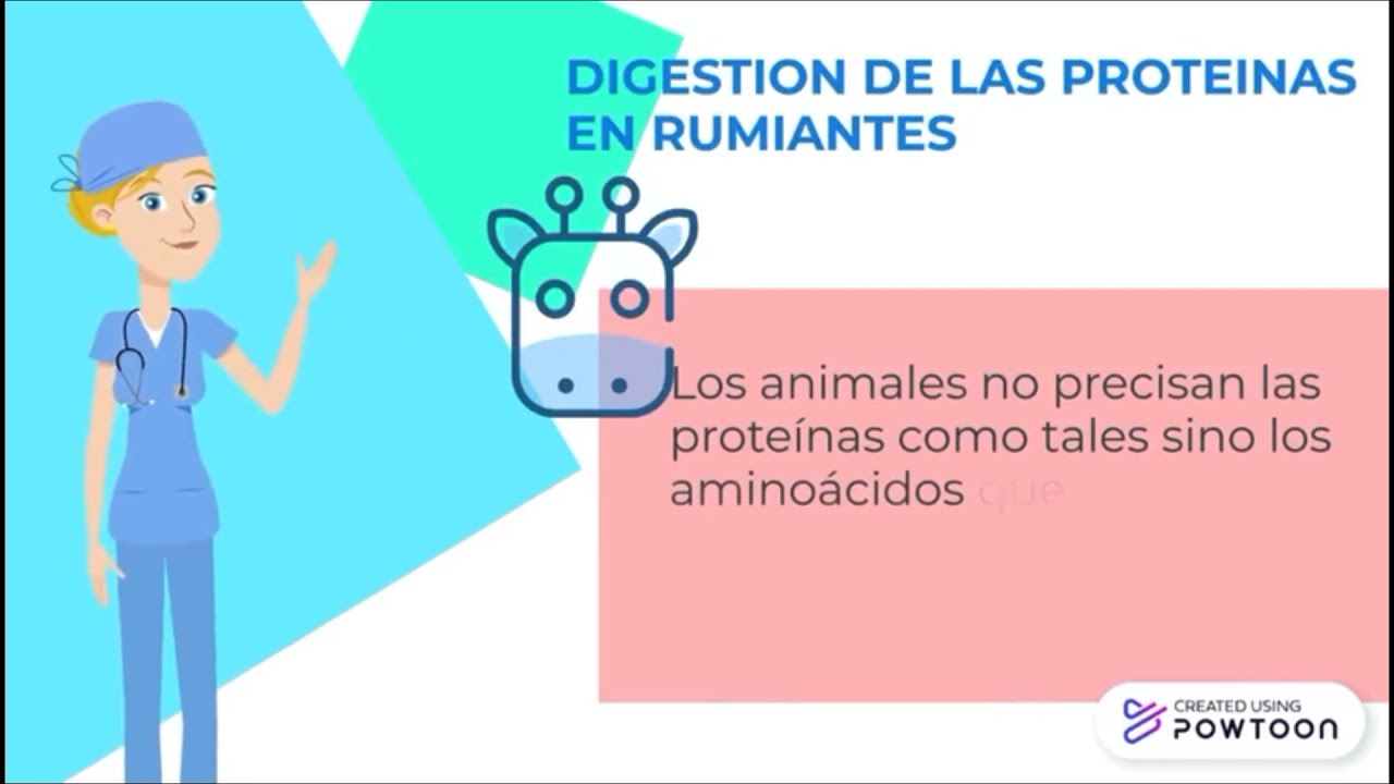 DIGESTION DE PROTEINAS EN RUMIANTES
