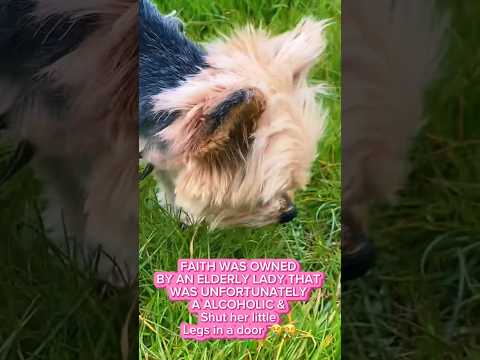 OUR ICCLE RESCUE DOGGY 🐶 #dog #cute #rescuedog #yorkshireterrier #adorable #dogshorts #petlover