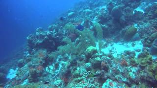 Porcupine fish with escorts