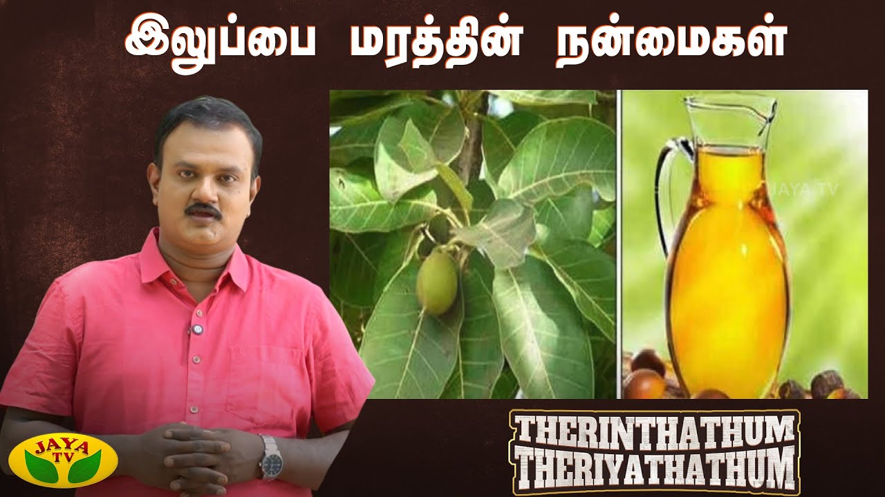 அழிவின் விளிம்பில் இருக்கக்கூடிய மரம் | Mahua Tree | Therinthathum Theriyathathum | Jaya TV