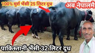 मूर्रा भैंसी फार्म एउटा भैंसी काे मूल्य जो 4 लाख 50 हजार||Part-2