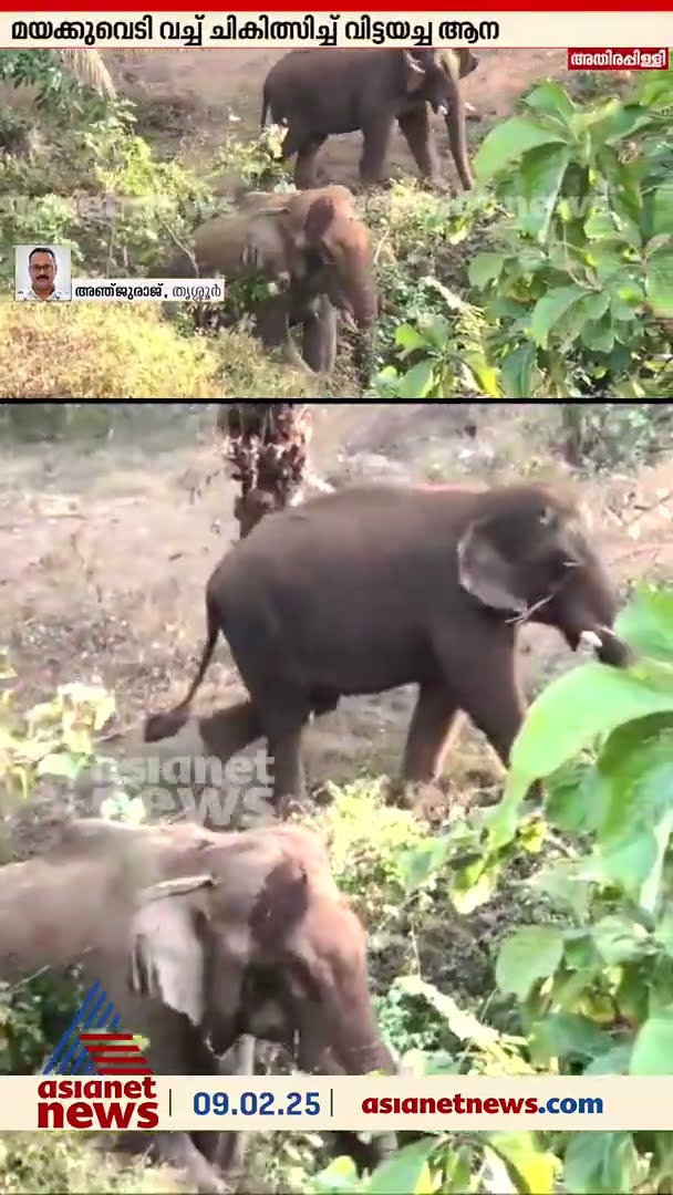 മയക്കുവെടി വെച്ച് ചികിത്സ നല്‍കി വിട്ടയച്ച കാട്ടുകൊമ്പന്‍ അതിരപ്പിള്ളിയില്‍ വീണ്ടും