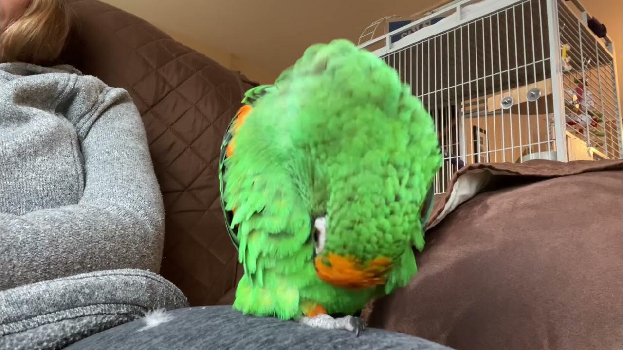 Some Jardine’s Parrot Vocalizations and Mimicking My Laugh YouTube