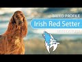 Irish Red Setter Breed, Temperament & Training の動画、YouTube動画。