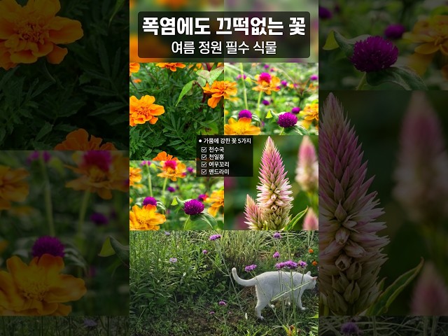 가뭄,폭염,여름정원 추천꽃(본영상에는 더 많은 정보가 있어요)