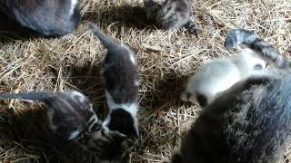 Six Cute Kittens playing with their cat friends by Cats on the Farm 814 views 1 year ago 34 seconds