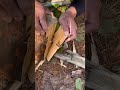 Would you like to try the delicious food in the pine tree stumps#Real Life Sharing Plan#My