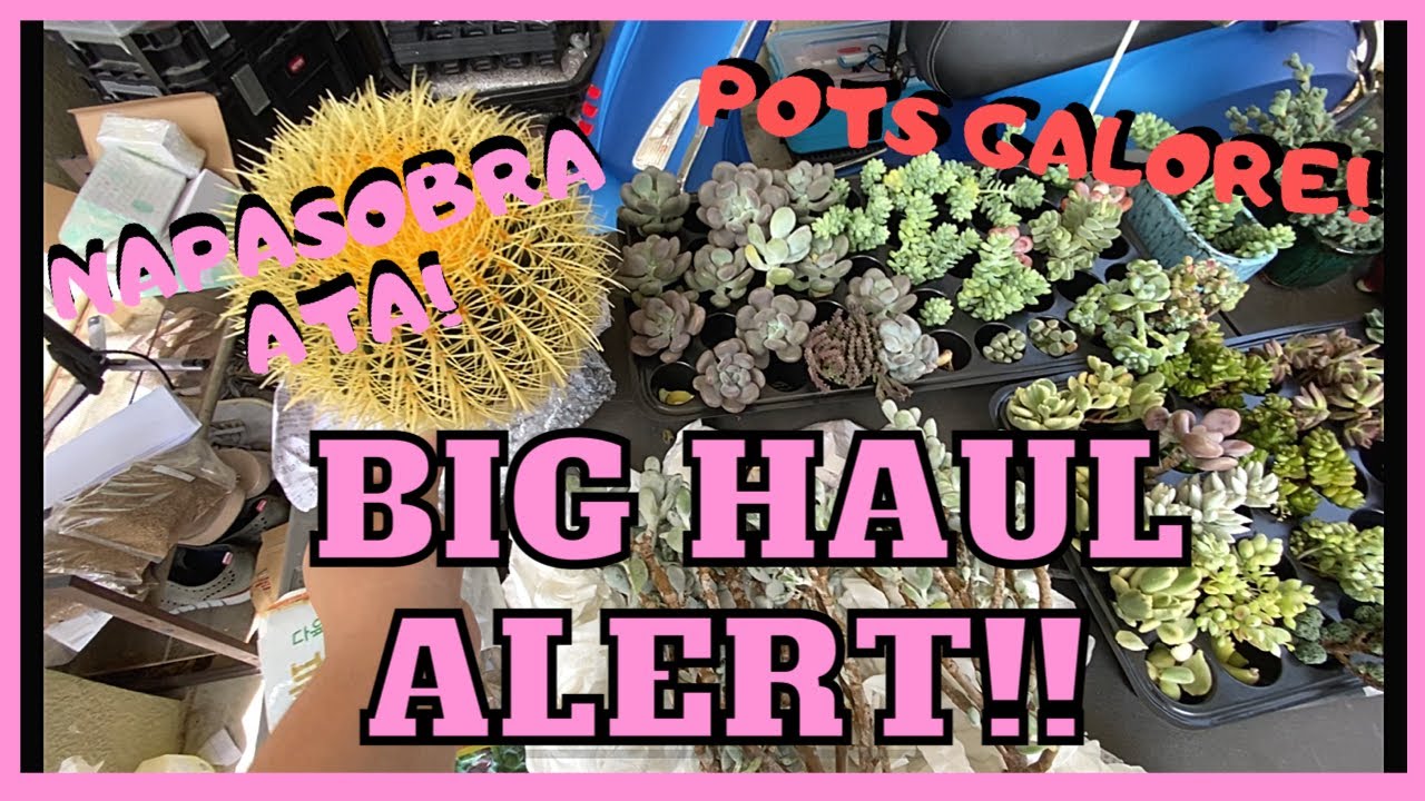 BIG HAUL ALERT!! And Korean Pots Haul!!