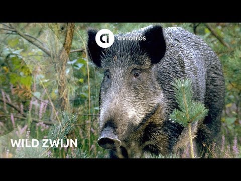 Wild in Nederland: wild zwijn