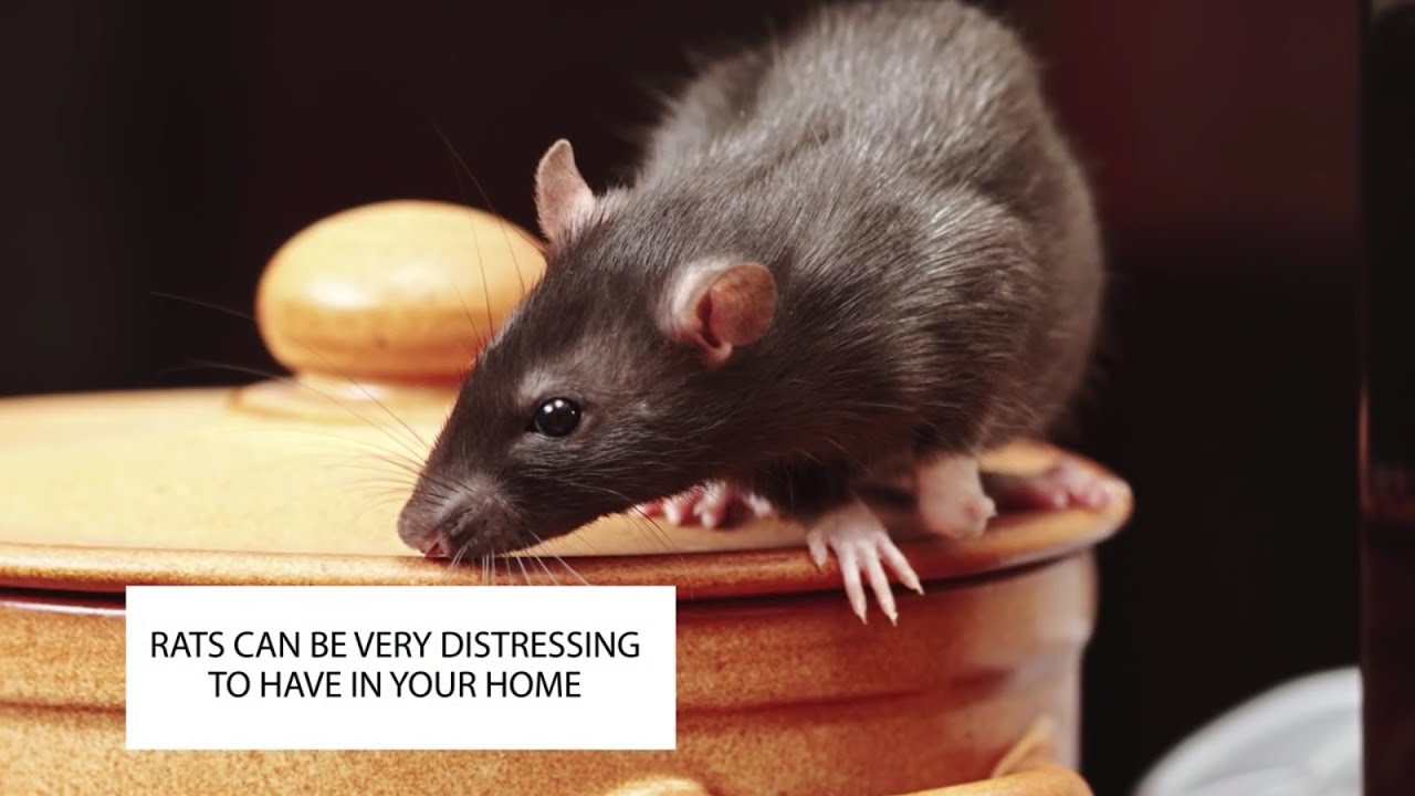 HOW TO GET RID OF RATS IN THE HOUSE RAT CONTROL UK