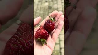 #erdbeeren #gemüsegarten #gartenliebe #gemüseanbau #shorts #selbstversorgergarten #bauerngarten
