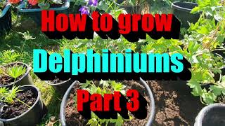 Celebrity How to prune your delphiniums to get double the flowers every time part 3 Profile