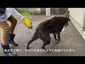 【保護犬】田んぼの中にうずくまっていた犬を救出し保護しました。