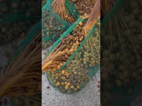 نخيل البلح بارحي مجدول سيوي