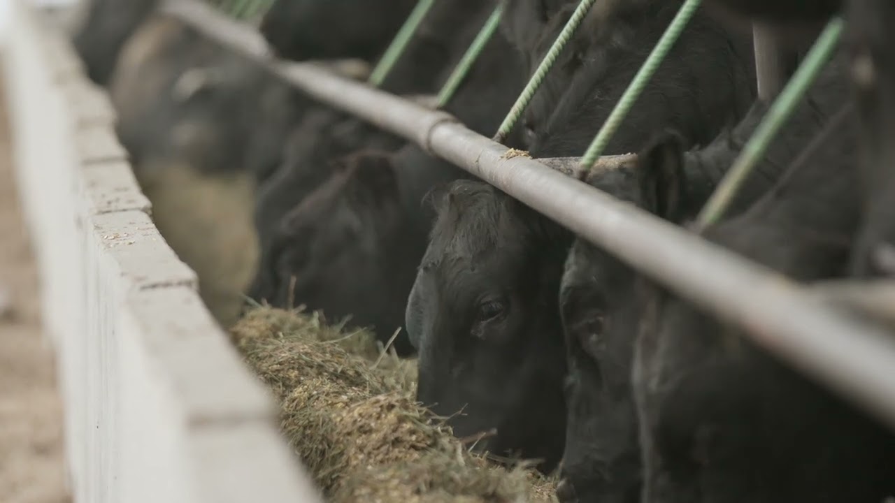 Commercial Cattleman of the Year - Fannin Ag