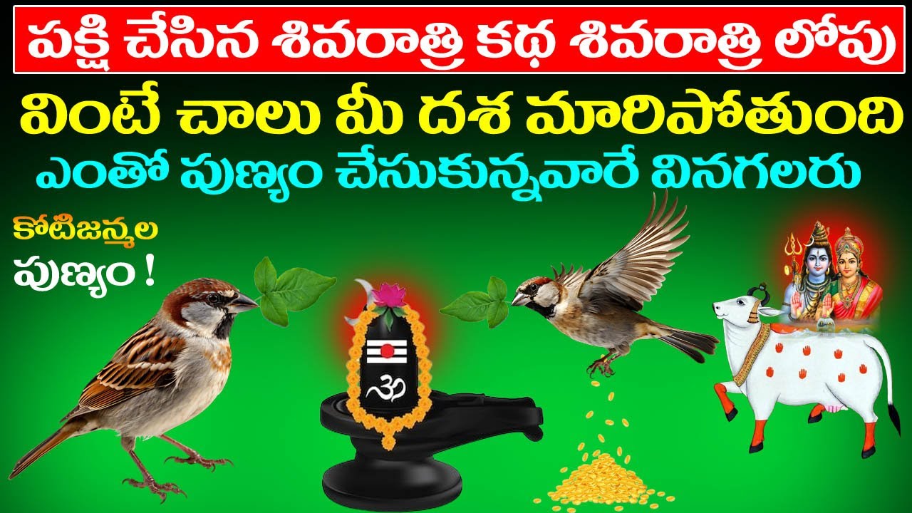పక్షి చేసిన శివరాత్రి కథ శివరాత్రి లోపు వింటే చాలు మీ దశ మారిపోతుంది !  #mahashivratri #katha