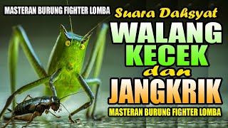 MASTERAN MURAI BATU SUARA ALAM PART-1 || WALANG KECEK DAN JANGKRIK || MASTERAN BURUNG FIGHTER LOMBA