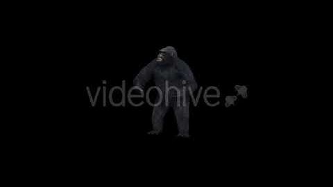 Gorilla Pound | Motion Graphics - Envato elements