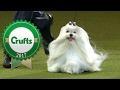 Eukanuba World Challenge Final | Crufts 2017