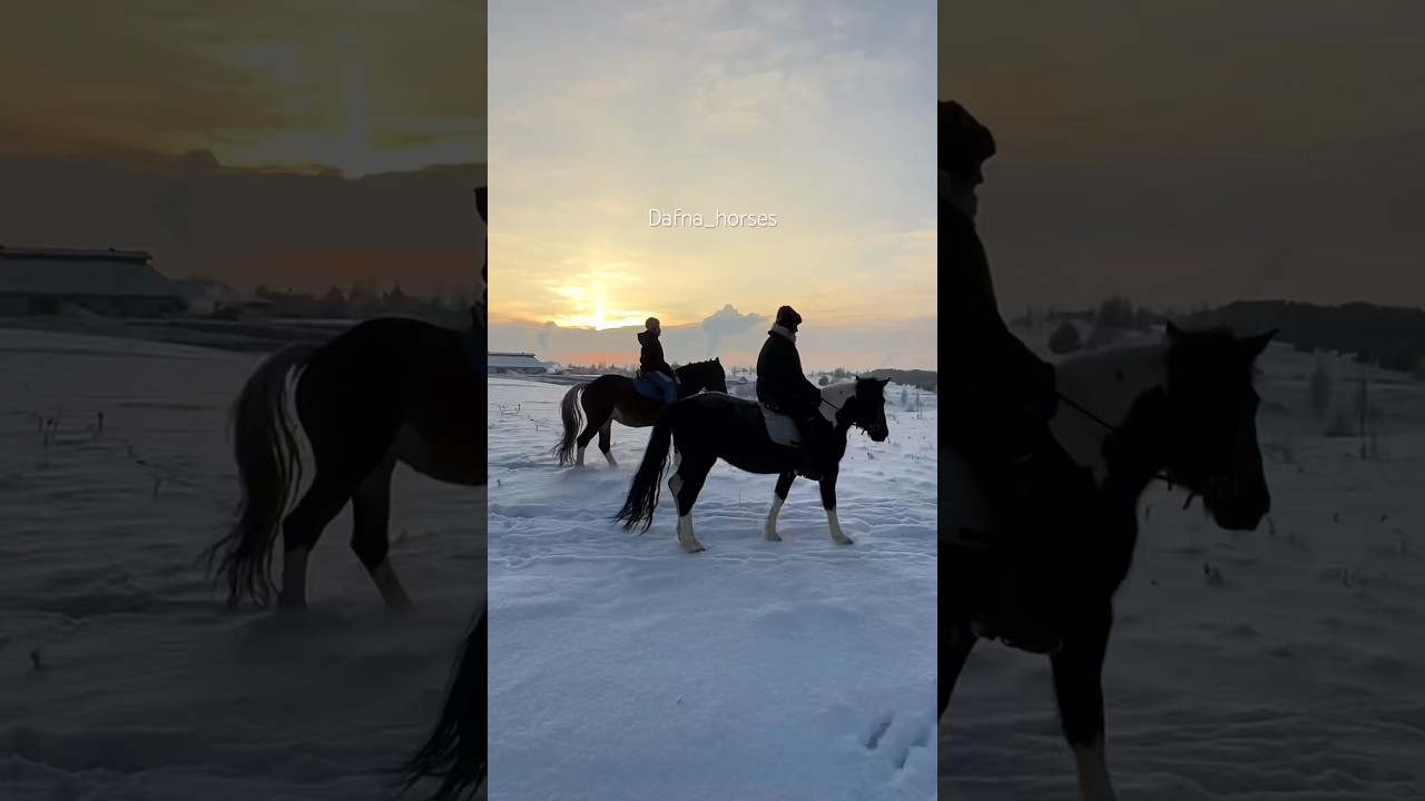 Конные прогулки СПб ️‍🔥 - YouTube