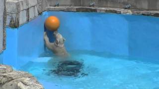 浮き玉遊びではじけるホッキョクグマ~Polar Bear's cub enjoys the ball play
