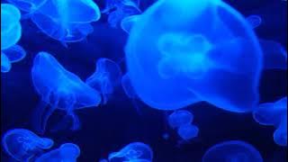 Forgotten Dreams - Mediterranean and Chill | Chill Space