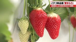 Aichi's sweet strawberry 