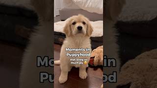 Sweet Moments of Puppyhood 🥹 #dogshorts #goldenretriever #puppies #puppyvideos #dogs #puppy