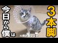断脚手術から戻った骨折猫ゴロー。3本脚になったけど、僕はげんきです。