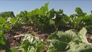Inside Ag Too much sugar in the U S isn t a sweet thing for Idaho farmers