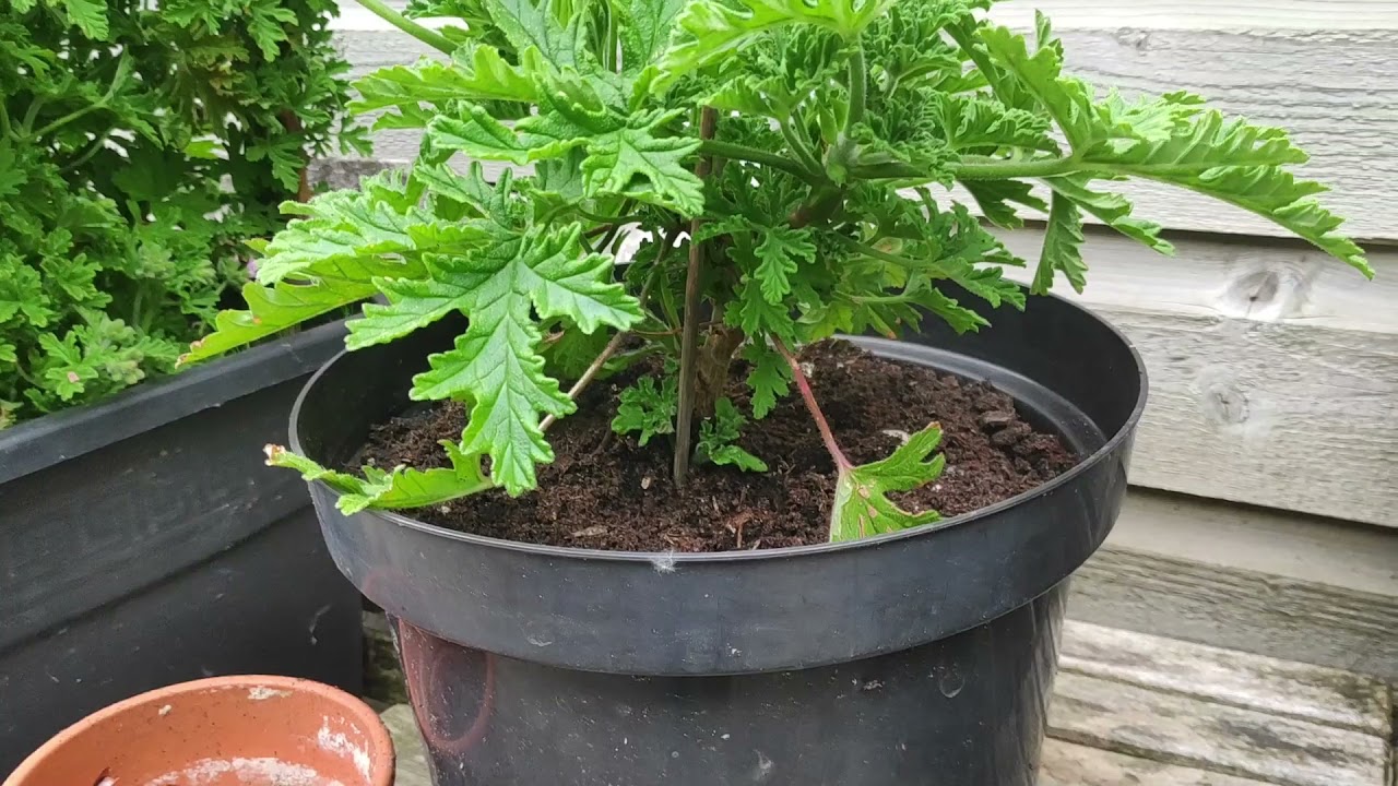 Showing my Greenhouse & Little Garden + Update on the Seeds and Autoflowers