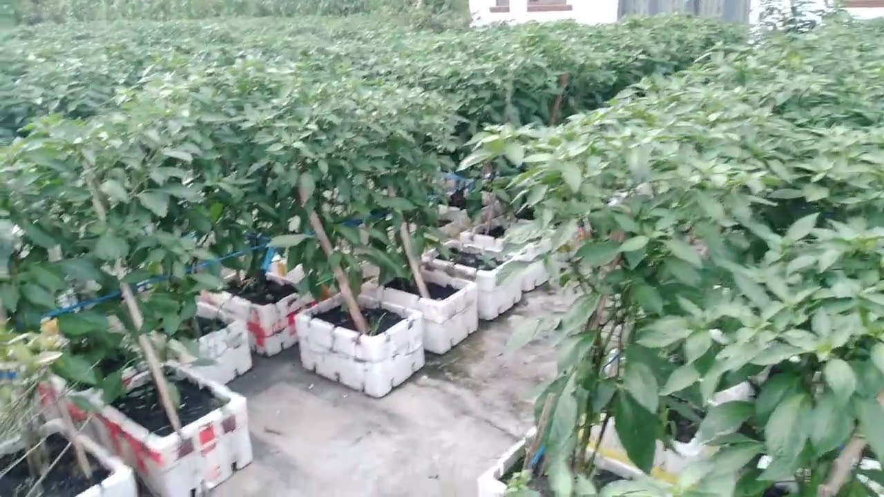 Vườn ớt giá đình 