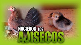 NACIERON LOS KIKIRIKIS AJISECOS | KIKIRIKIS RETINTOS🐓🐣