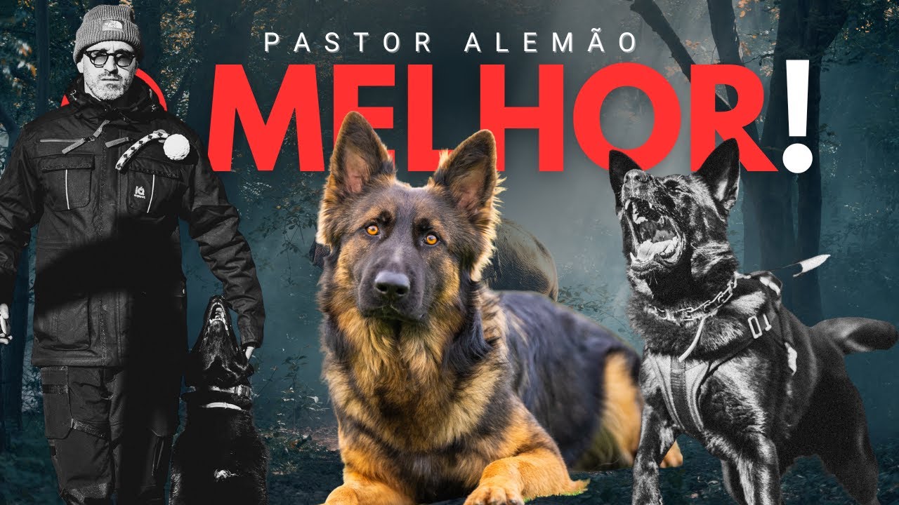 Pastor Alemão linha de trabalho - porque para proteção?
