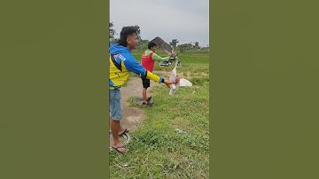 Lomba Jagungan Merpati Balap