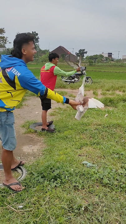 Lomba Jagungan Merpati Balap