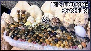 Nerite Shells, Sundial, Sand Dollars | Beach Hopping at High Tide
