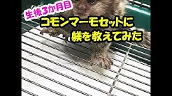 お猿3匹のコモンマーモセット飼育係 Youtube
