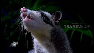 Komunitas Pecinta Musang | HITAM PUTIH (23/07/18) 2-4