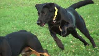 Daisy Chasing Another Dog - Super Slow Motion